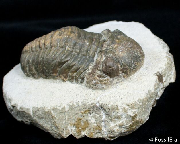 Bargain Reedops Trilobite - Inches #2768